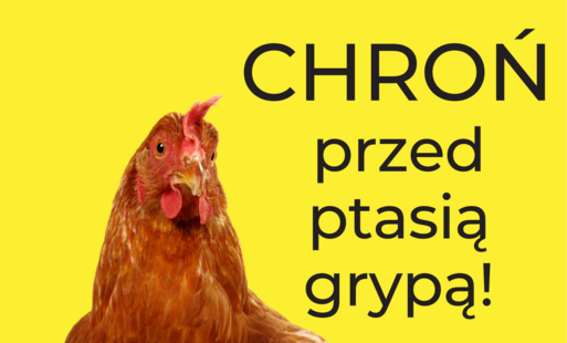 Zdjęcie do Stop grypie ptak&oacute;w: chroń swoje gospodarstwo!